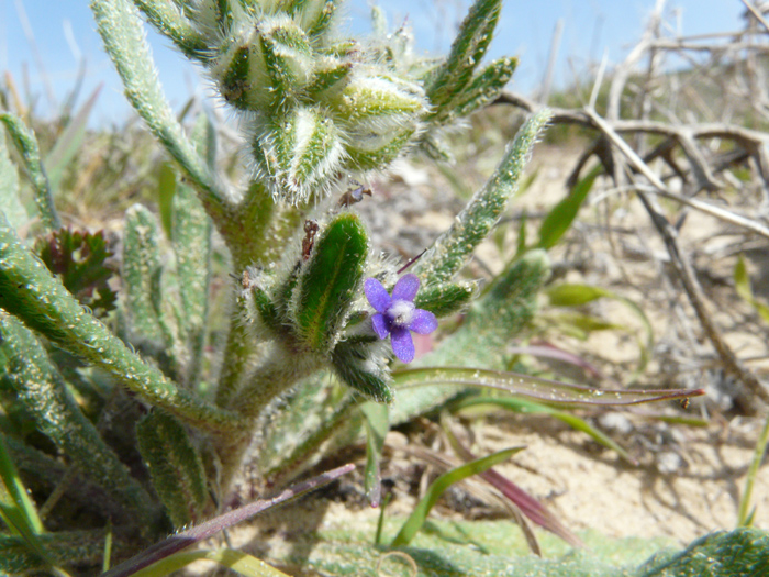 Hormuzakia aggregata (=Anchusa aggregata)/Buglossa siciliana